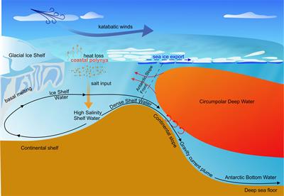 Observing Antarctic Bottom Water in the Southern Ocean